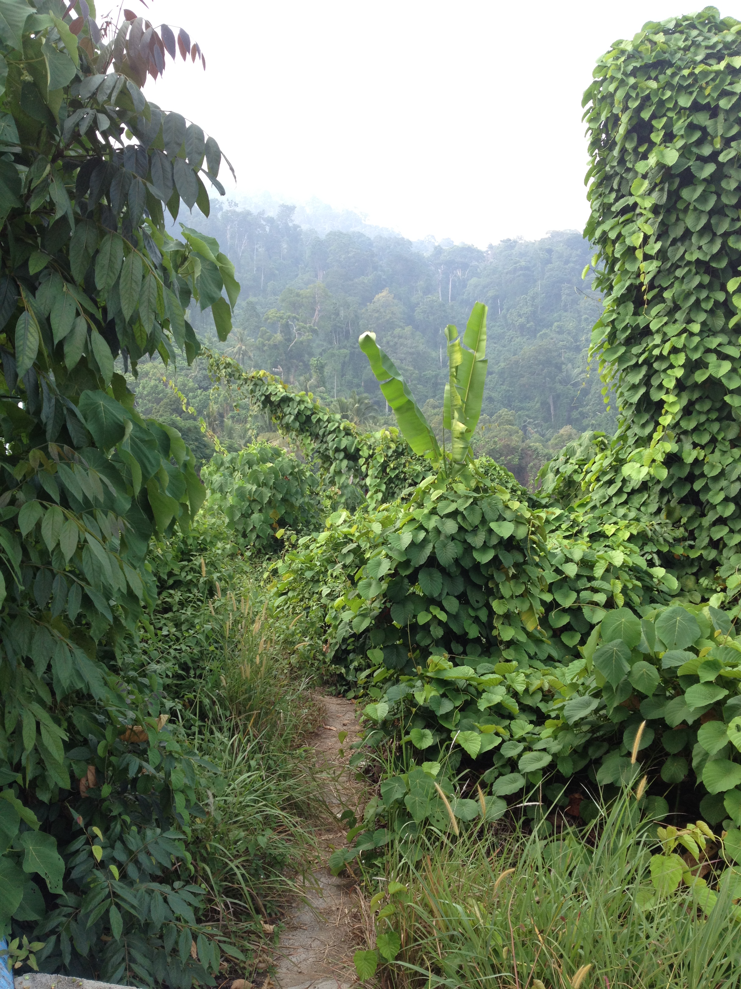 Trail into jungle path of Tekek to Juara