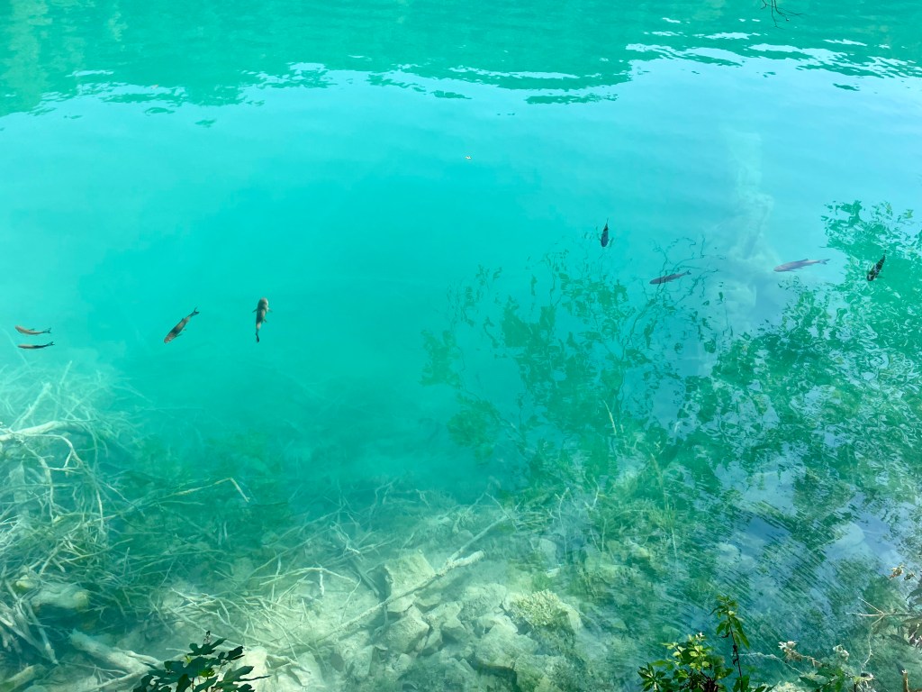 View of fish in the lakes of plitvice national park 